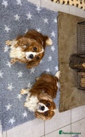 Cavalier King Charles Spaniel dogs Two Beautiful Sisters that need a home together - Advert 3