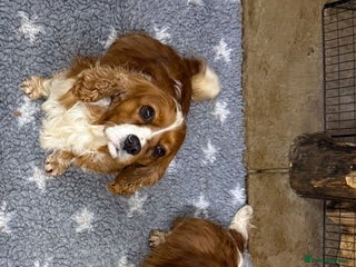 Cavalier King Charles Spaniel dogs Two Beautiful Sisters that need a home together - Advert 2