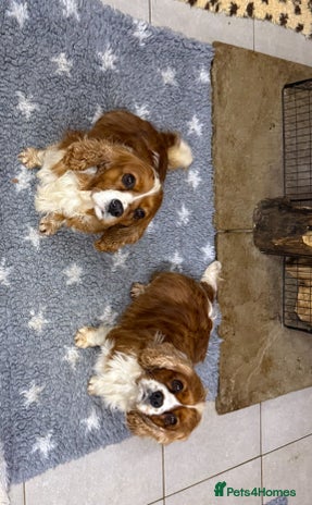 Cavalier King Charles Spaniel dogs Two Beautiful Sisters that need a home together - Advert 3
