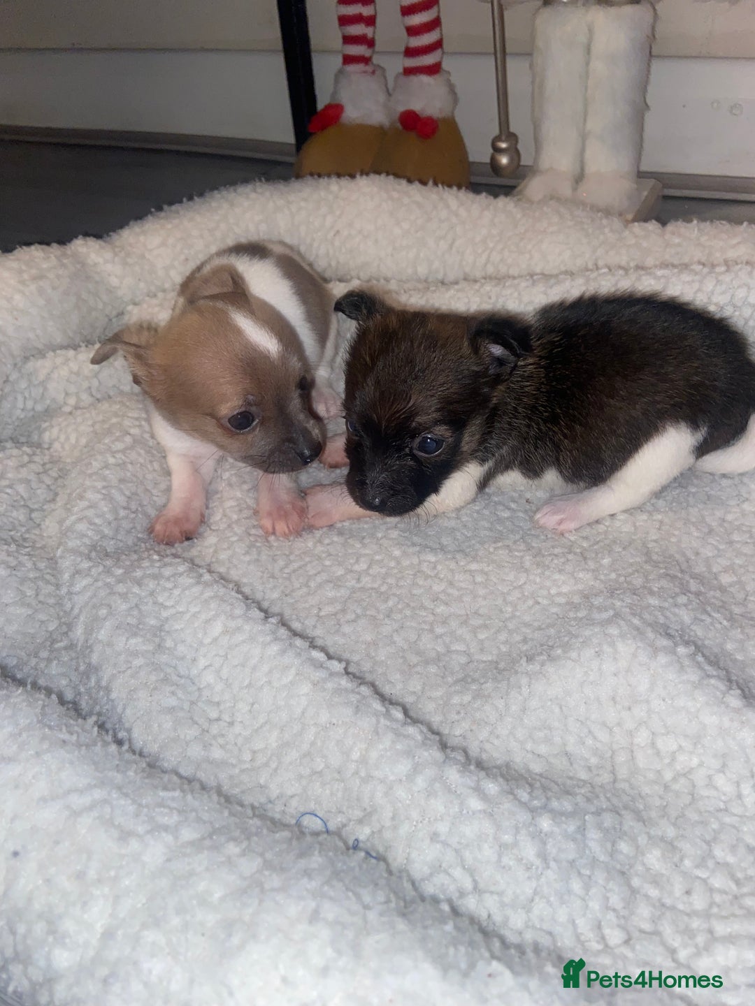 Jack Russell dogs for sale: Beautiful jackrussels pup - Advert 13