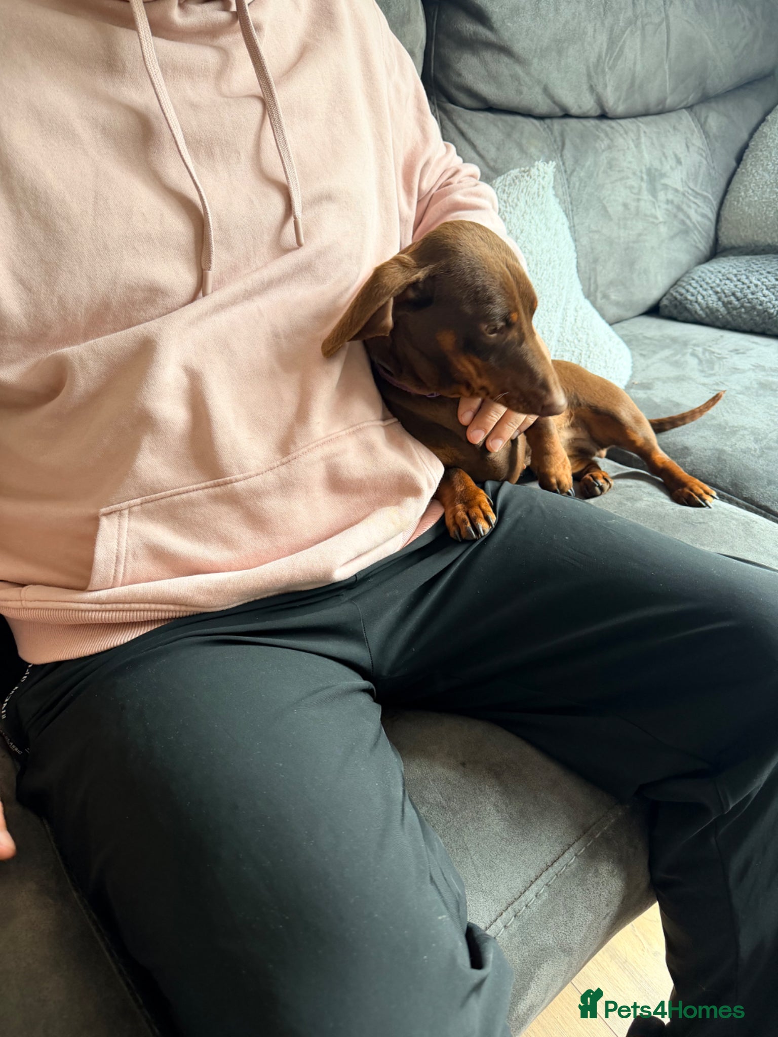 Dachshund dogs 12 month old Female  - Advert 12