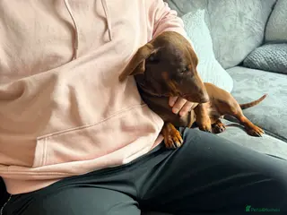 Dachshund dogs 12 month old Female - Advert 12