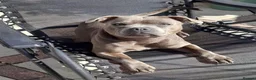 Staffordshire Bull Terrier dogs for sale: Adorable Staffordshire Bull Terrier in Wirral - Advert 15