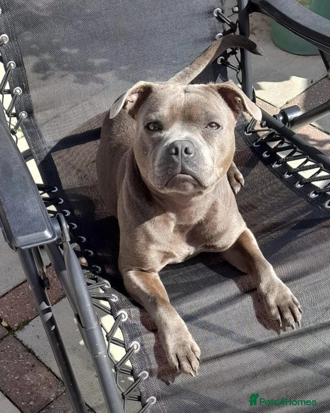 Staffordshire Bull Terrier dogs for sale: Adorable Staffordshire Bull Terrier in Wirral - Advert 15
