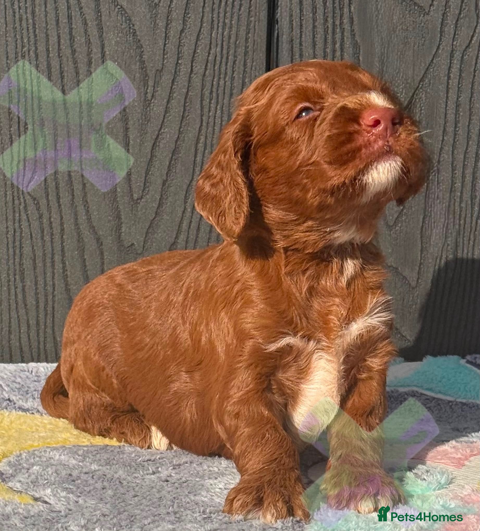 Cockapoo dogs F1 mini Cockapoo’s various colours 30 dna clear  - Advert 2