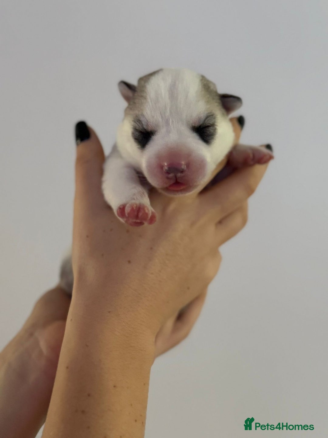 Siberian Husky dogs for sale: Beautiful Siberian Husky Puppies Ready to Reserve - Advert 12