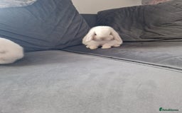 Mini Lop rabbits for sale: ⭐️pure bred minilops - Image 11