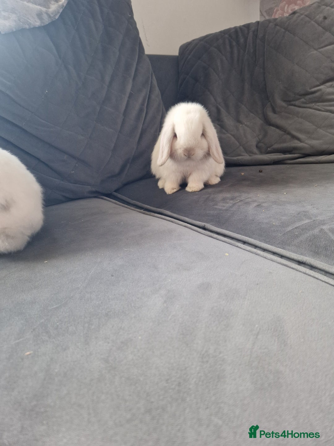 Mini Lop rabbits for sale: ⭐️pure bred minilops - Image 11
