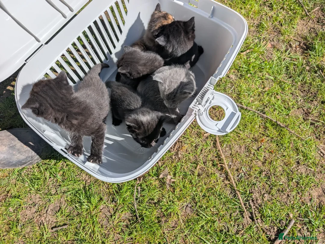 Mixed Breed cats for sale: 6 Adorable mixed breed kittens for sale - Advert 2