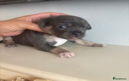 Mixed Breed dogs for sale: French billhuahua - Image 34