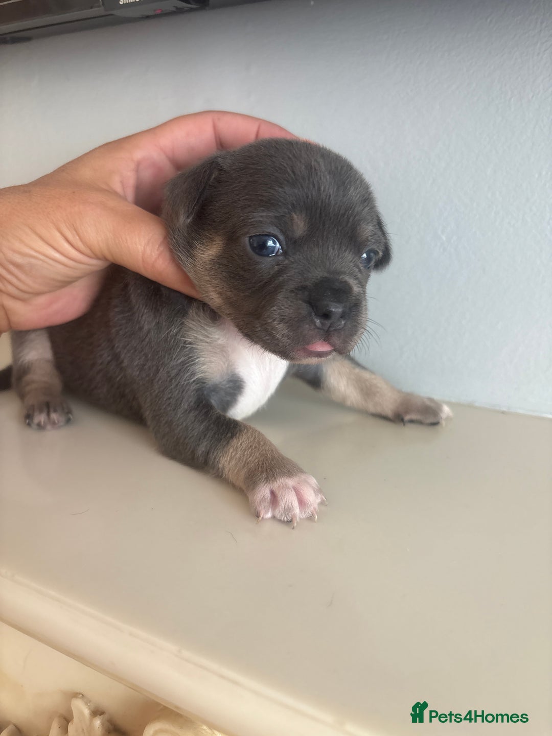 Mixed Breed dogs for sale: French billhuahua - Image 34
