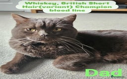 British Shorthair cats for sale: British short hair kittens.  - Image 8