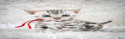 Bengal cats for sale: Stunning Silver Snow ❄️ Bengal Kittens  - Advert 30