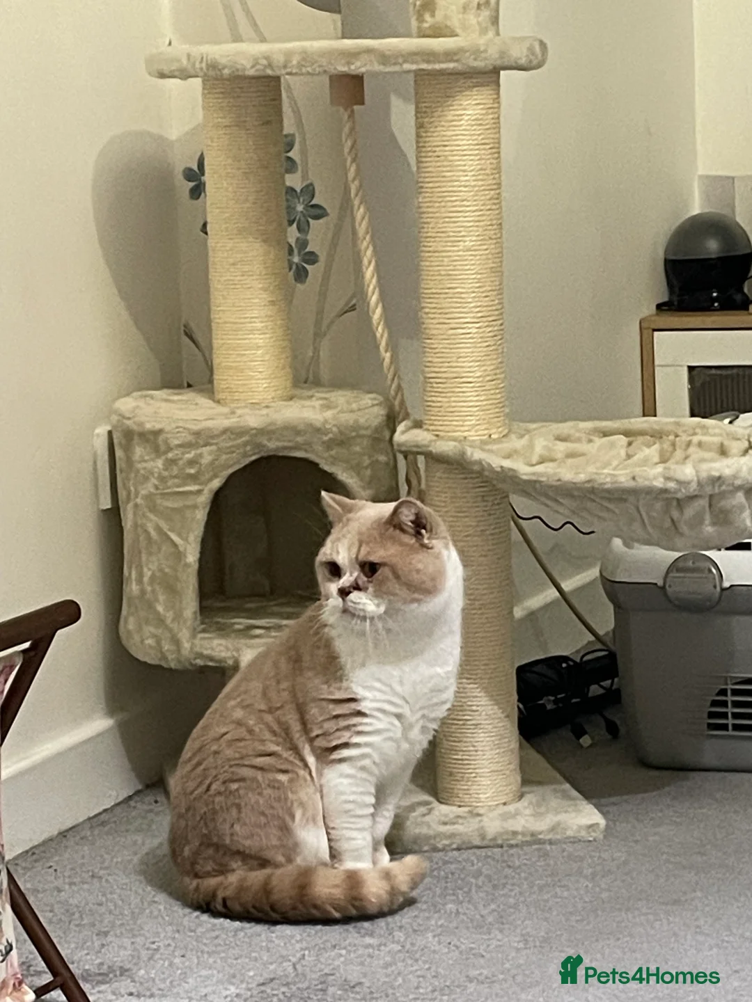 British Shorthair cats for stud: Harry for stud  - Advert 5