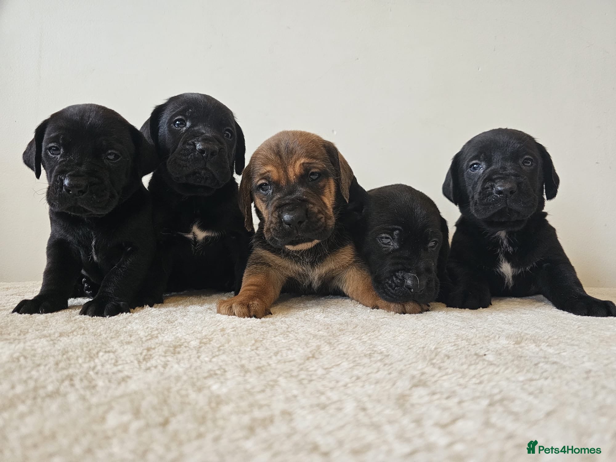 Cane Corso dogs Stunning Full Pedigree Cane Corso Puppies 🏆  - Advert 9