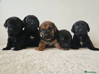 Cane Corso dogs Stunning Full Pedigree Cane Corso Puppies 🏆 - Advert 9