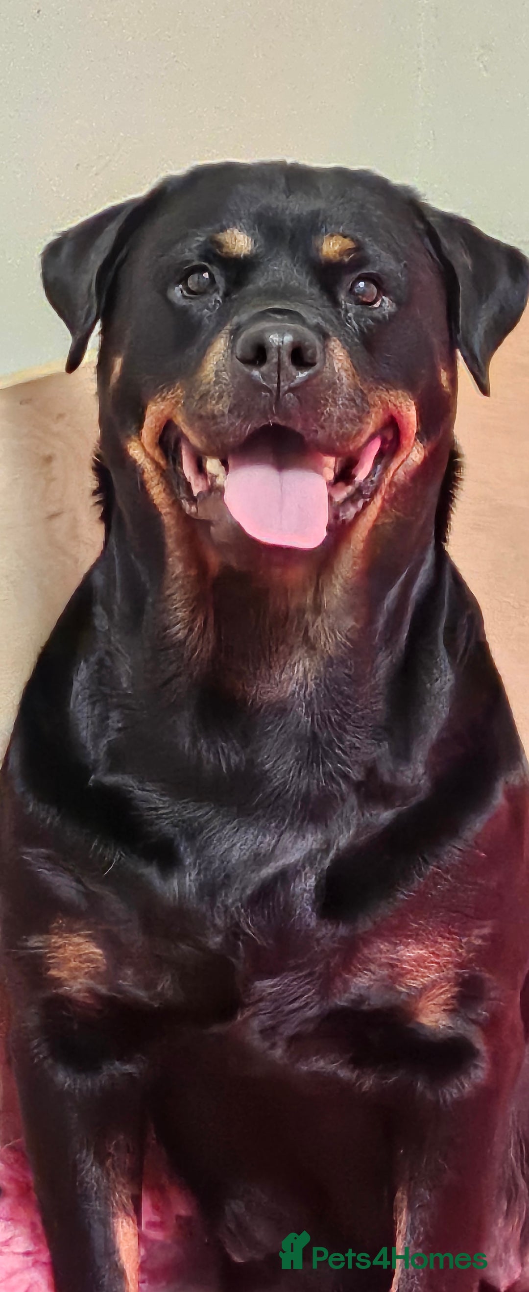 Rottweiler dogs for sale: Suberbly bred pedigree rottweiler puppies  - Advert 1