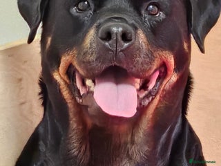 Rottweiler dogs Suberbly bred pedigree rottweiler puppies - Advert 17