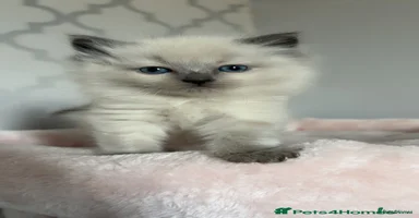 Ragdoll cats - Advert 10