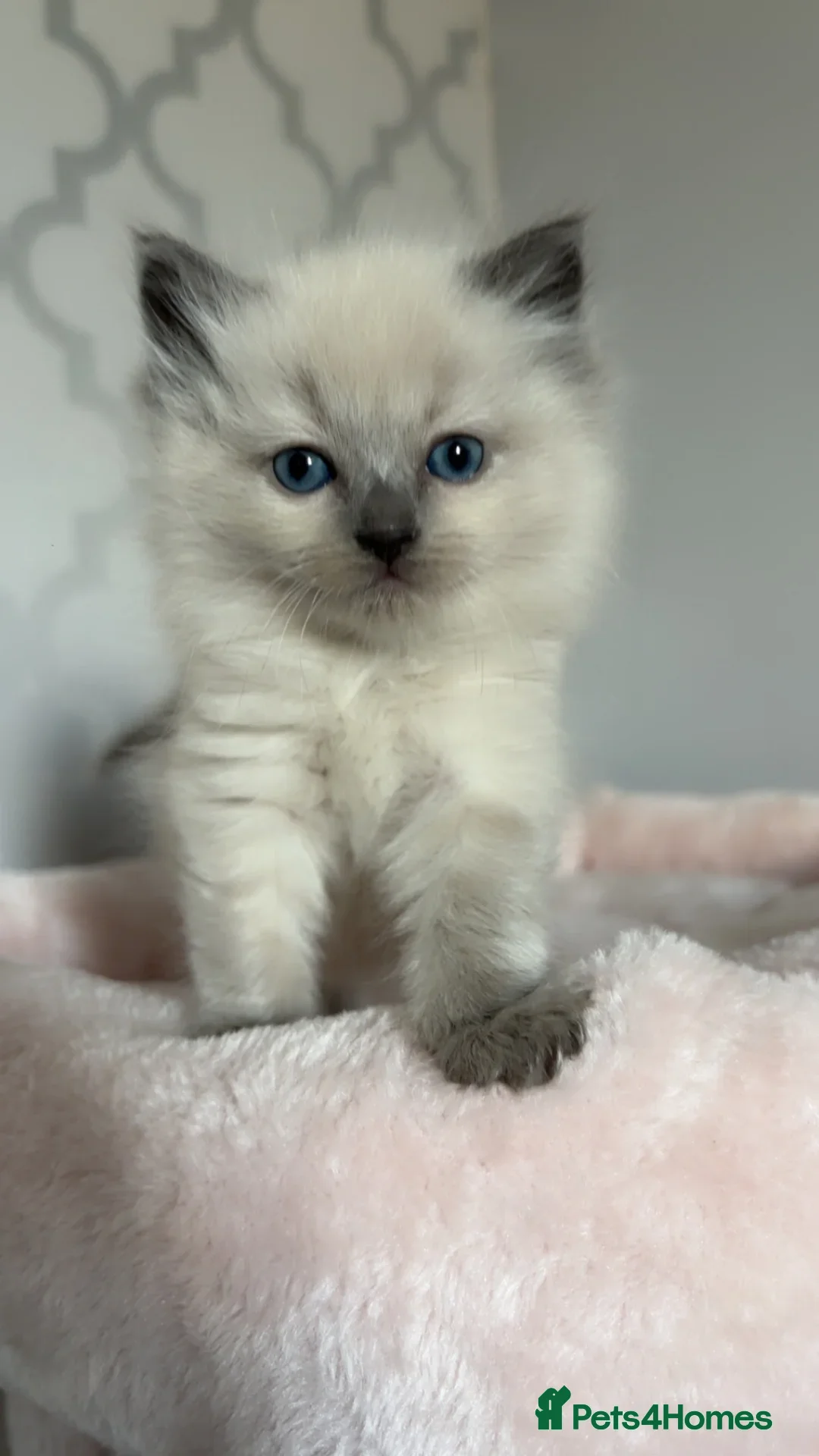 Ragdoll cats for sale: 🌸pedigree Ragdoll babies, reduced🌸 - Image 14