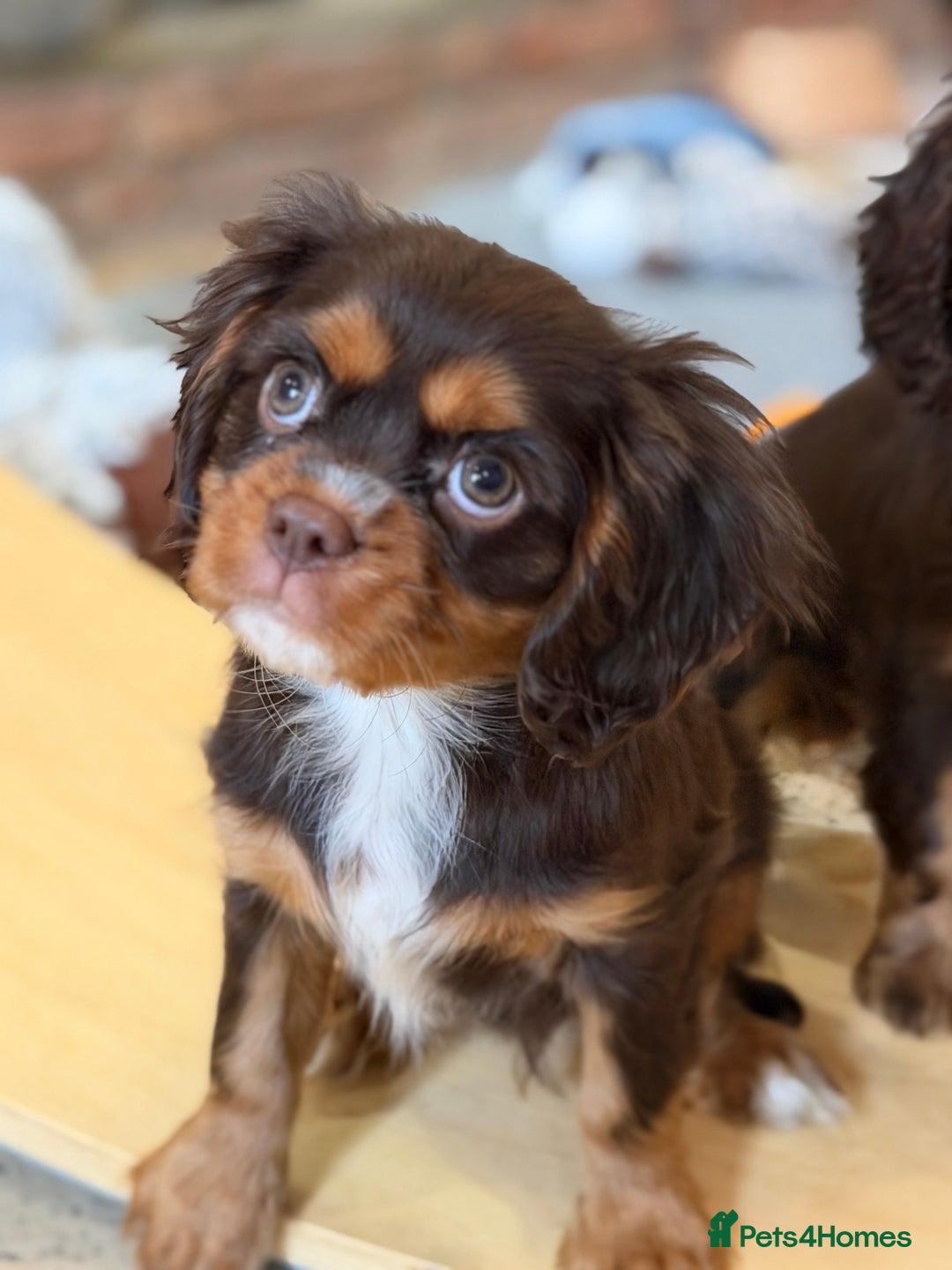 Cavalier King Charles Spaniel dogs for sale: Chocolate and tan Cavalier king charles - Advert 21