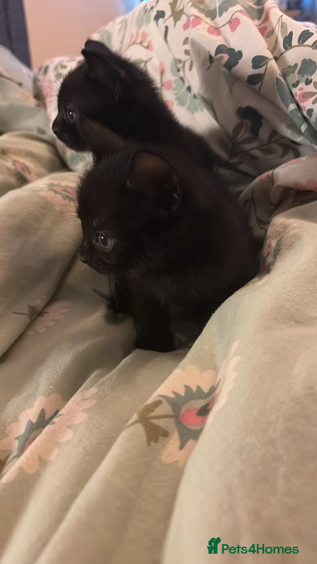 British Shorthair cats for sale: 2 Male Black Kittens in Prenton - Advert 2