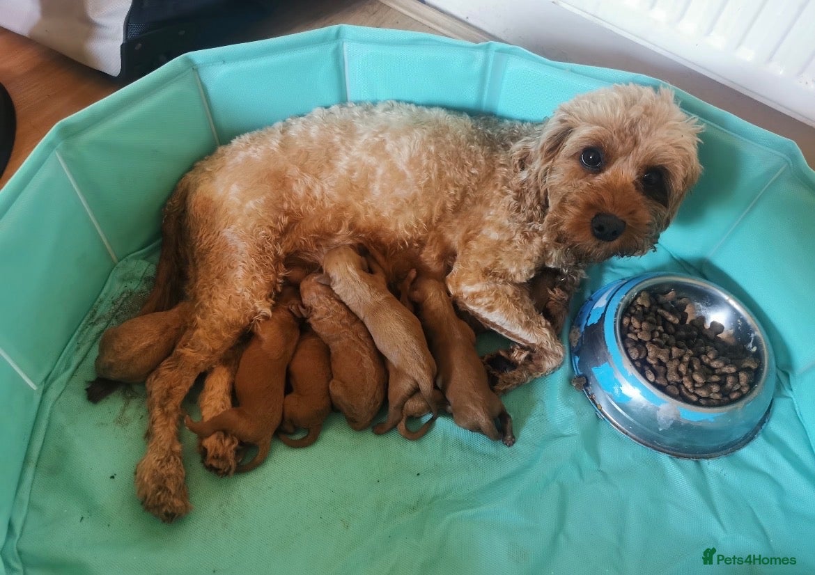 Cavapoo dogs Pure Deep Red Cavapoo Puppies  - Advert 2