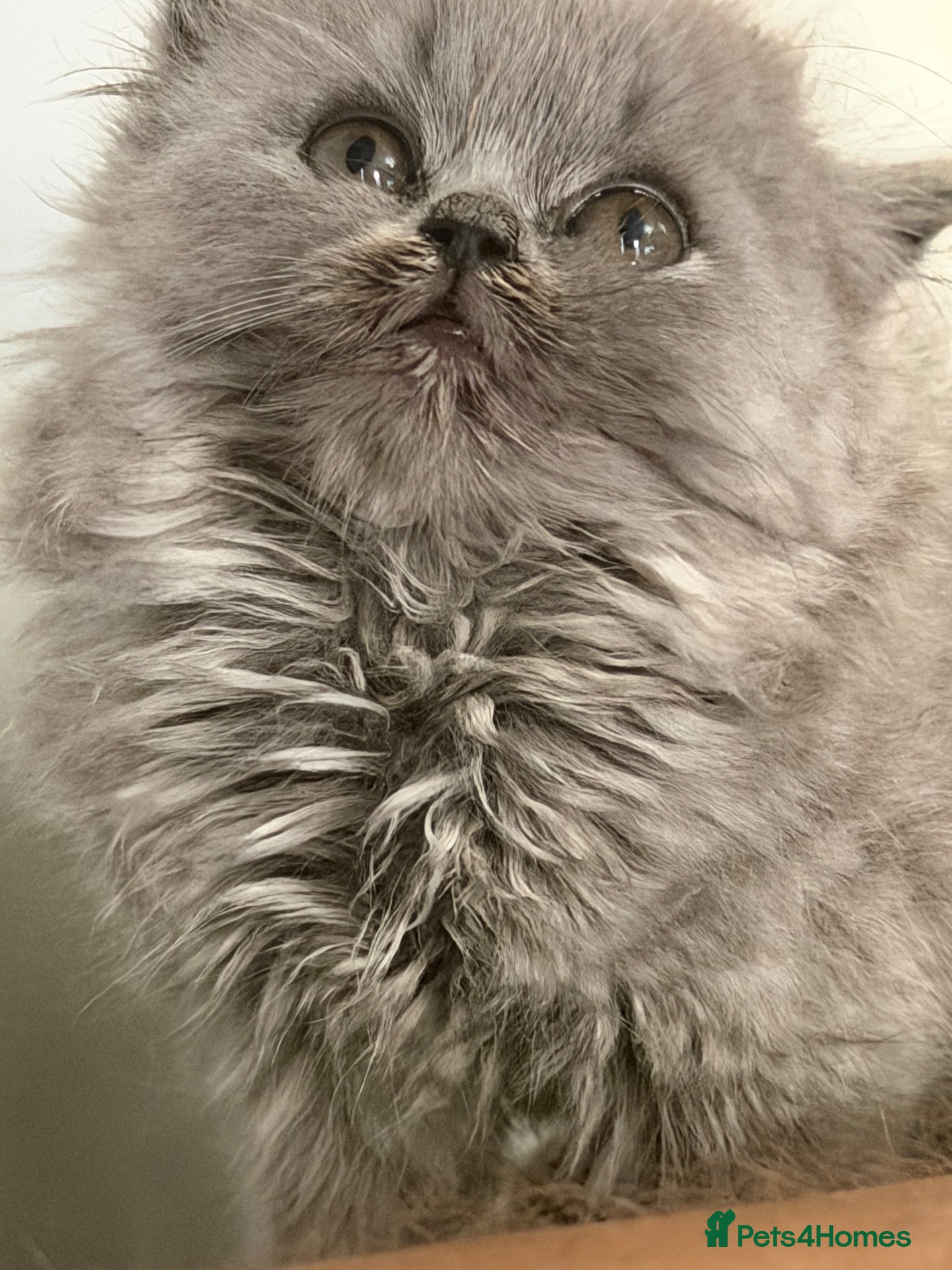 British Longhair cats  British Shorthair & British Longhair GCCF - Advert 12