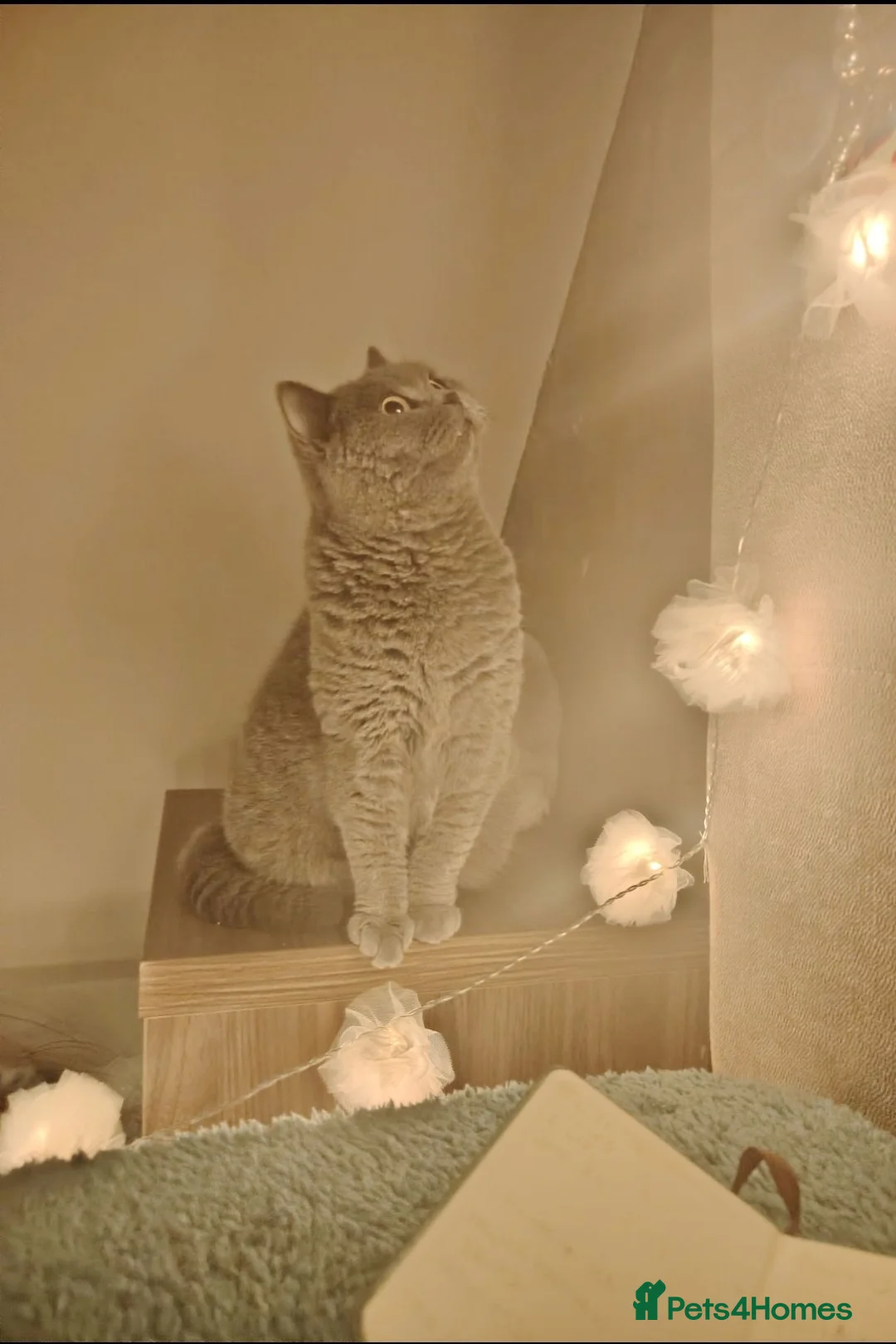 British Shorthair cats for sale: British shorthair/Scottish fold kittens  - Advert 7