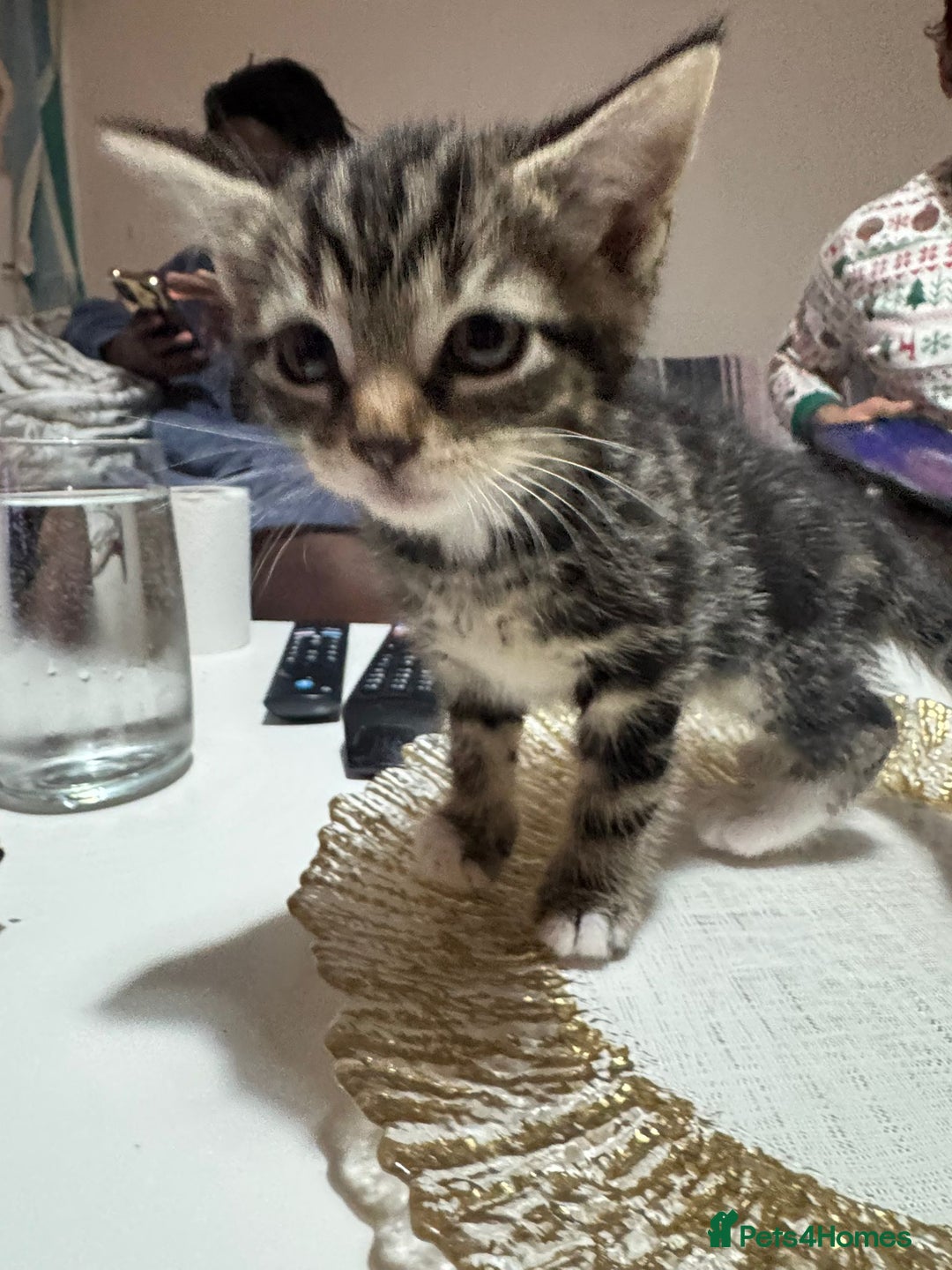 British Shorthair cats for sale: Adorable Kittens Looking for Their Forever Homes - Advert 3