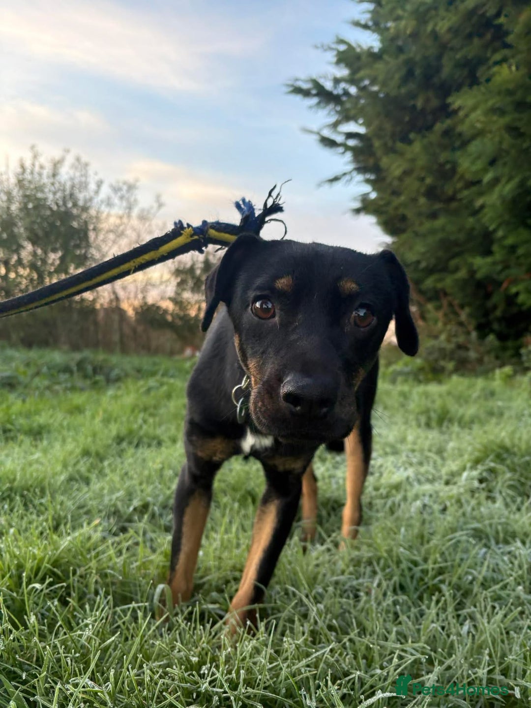 Mixed Breed dogs for adoption: Helen - Norwich Norfolk  - Advert 5