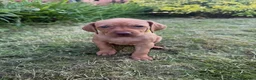 Hungarian Vizsla dogs for sale: KC Registered Hungarian Viszla litter  - Advert 29