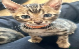 Bengal cats for sale: 6 Gorgeous Bengals kittens ready for reservation  - Image 8