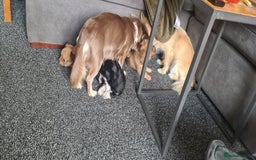 Chihuahua dogs for sale: 3 beautiful boy pedigree chihuahuas - Image 4