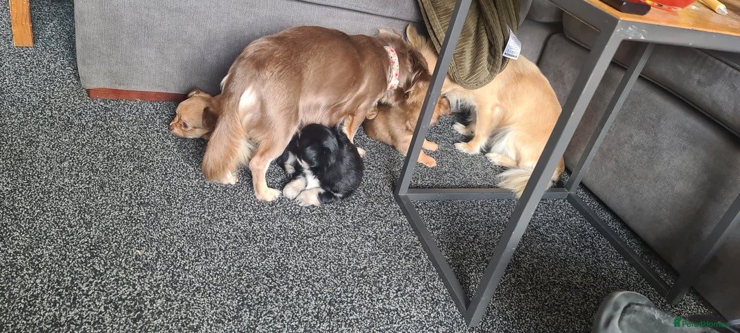 Chihuahua dogs for sale: 3 beautiful boy pedigree chihuahuas - Image 4