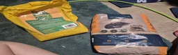 Rat rodents for sale: 2 female rats (reserved)  - Advert 4