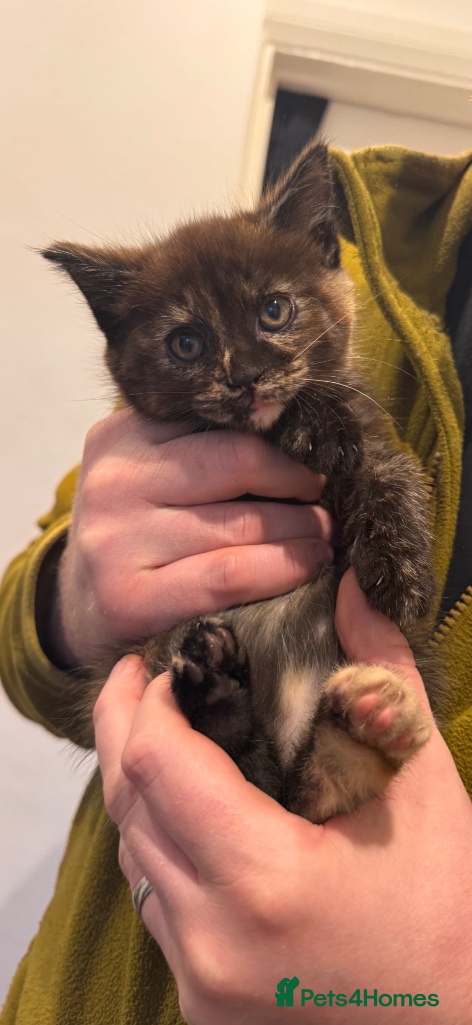 Maine Coon cats Maine Coon Cross Kittens – Ready 27th April - Advert 1