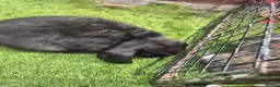 Mixed Breed rabbits for sale: Male and female  bunnies  - Advert 4