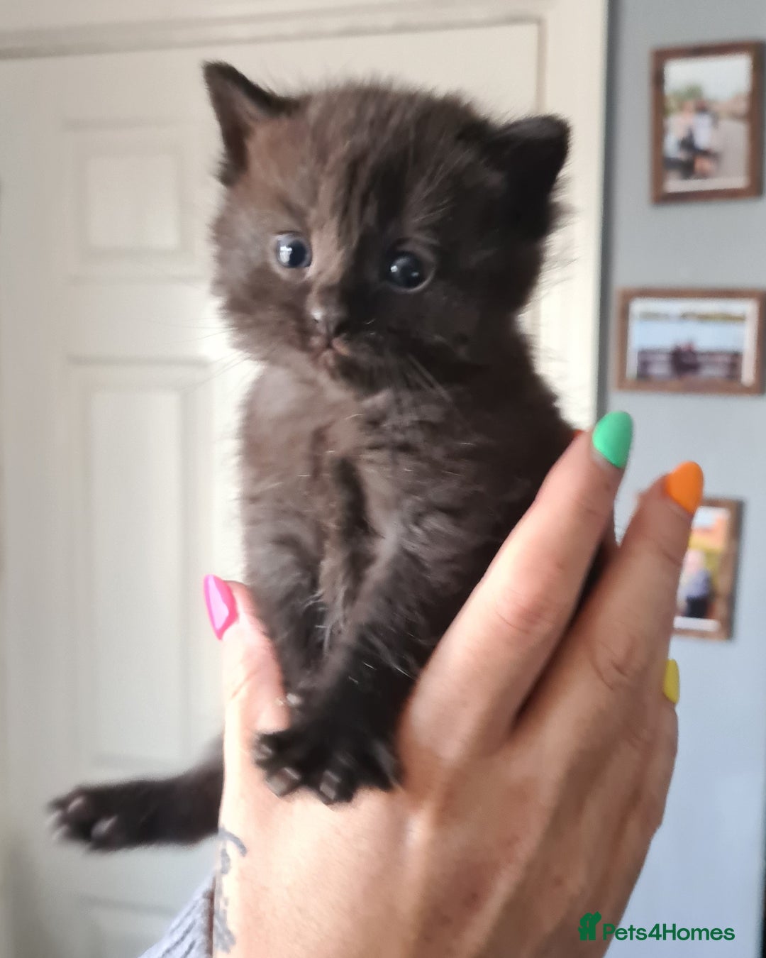 British Shorthair cats for sale: British short hair kittens  - Image 6