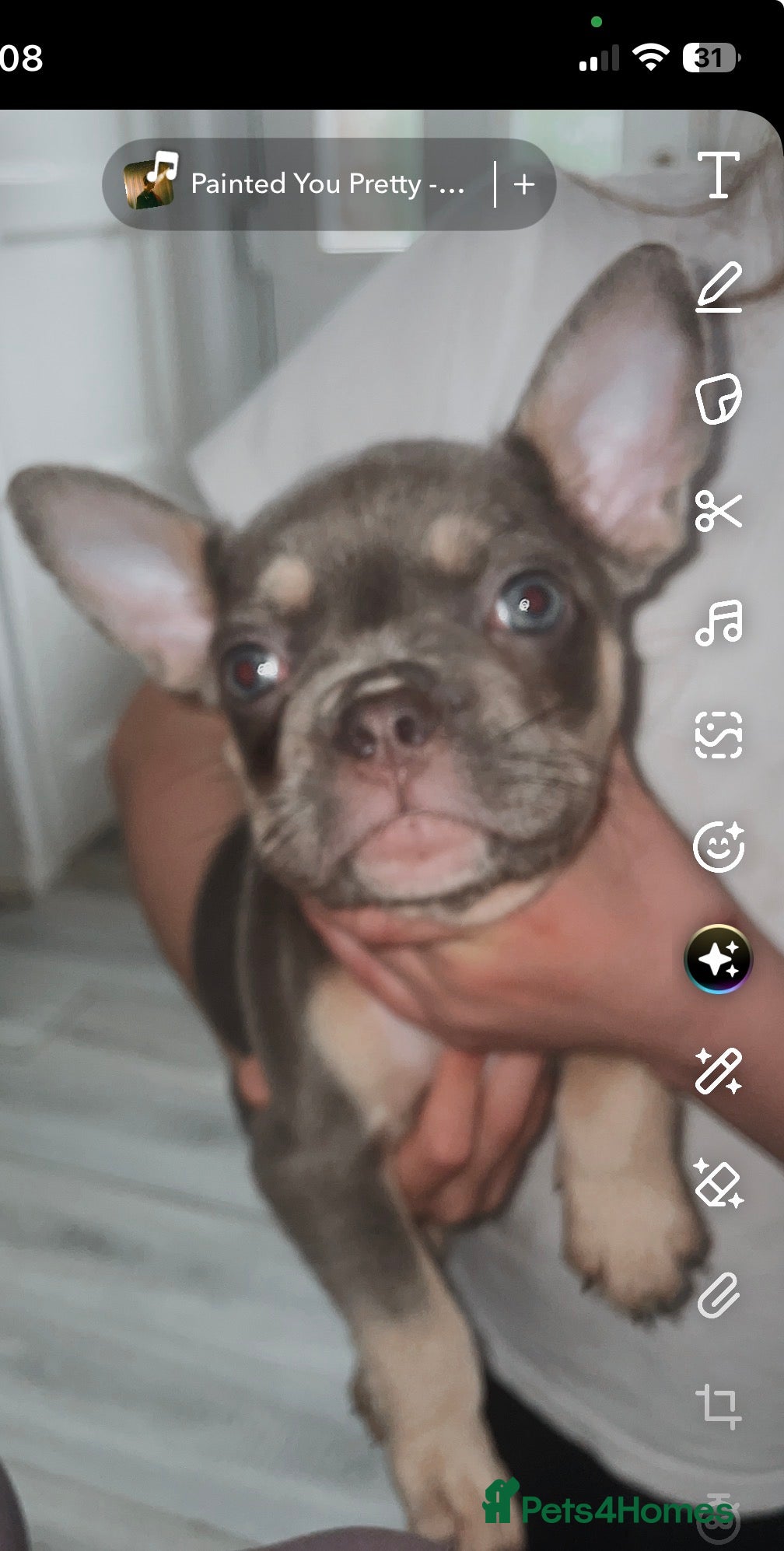 French Bulldog dogs for sale: Quality French bulldog puppies pet price in Dronfield - Advert 12