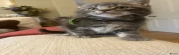 Maine Coon cats for sale: Beautiful fluffy Maine Coon x kittens - Advert 20