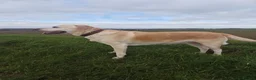 Labrador Retriever dogs for sale: Exceptional Home Raised Labrador Puppies in Nottingham - Advert 35