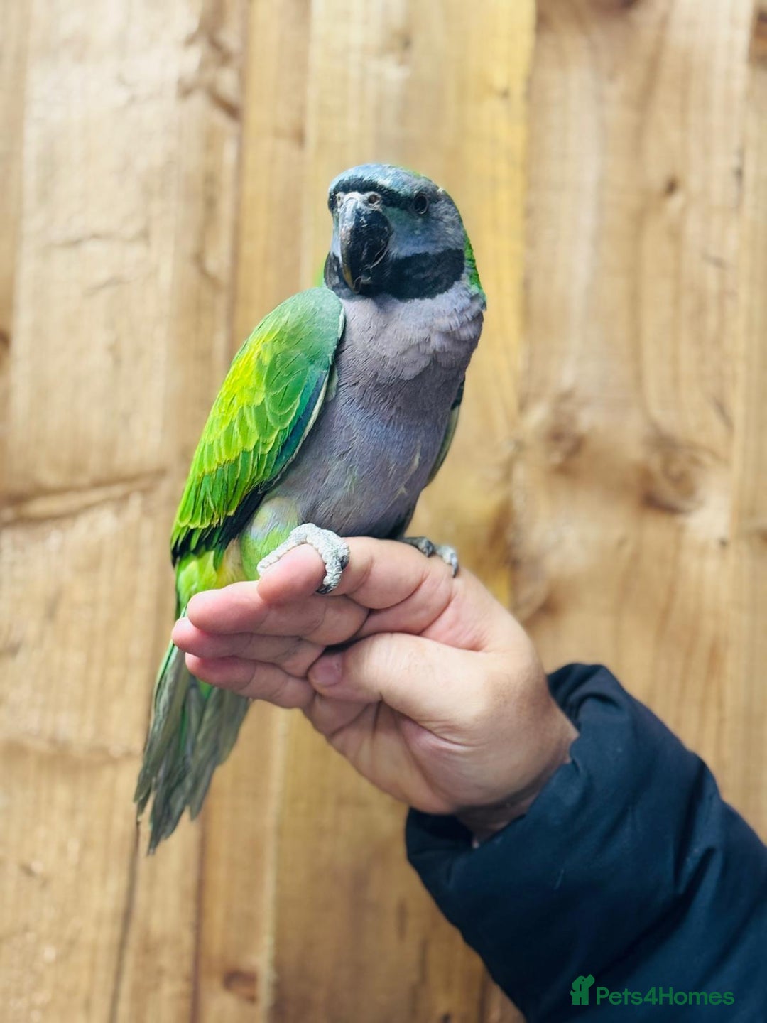 Parrots birds for sale: Darbyan parrot - Advert 4