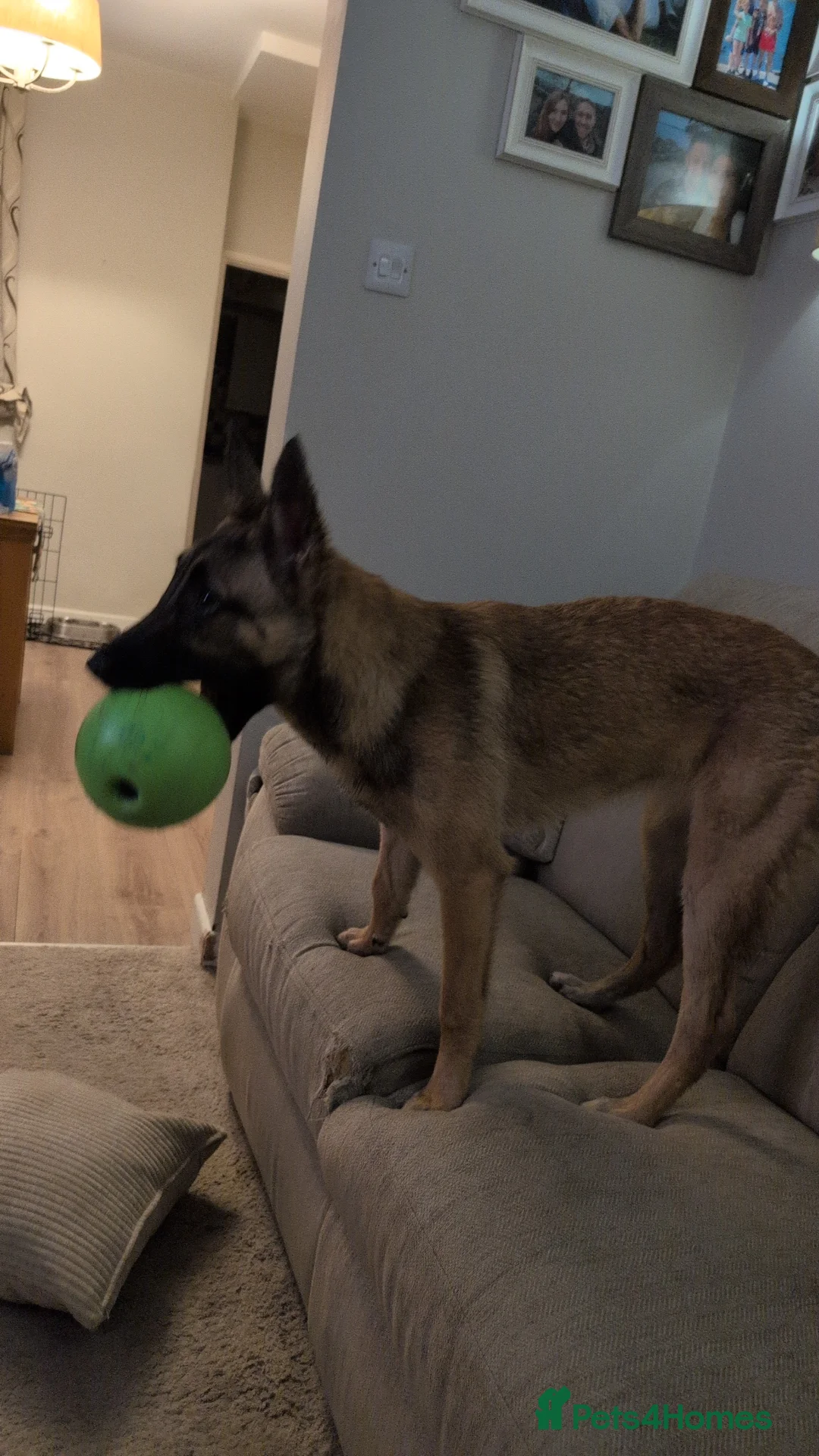 Belgian Shepherd Dog dogs for sale: Female Belgian malinois 8 months - Advert 2