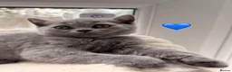 British Shorthair cats for sale: British Shorthair Blue Kittens  - Advert 12