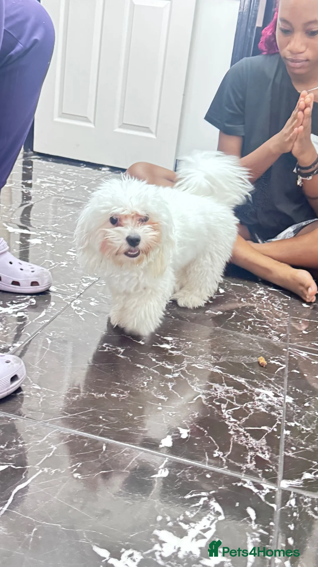 Maltese dogs for sale: Male maltese to be rehomed - Advert 2