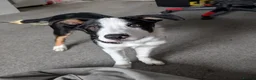 Mixed Breed dogs for sale: 1 year old Collie x Kelpie male - Advert 2