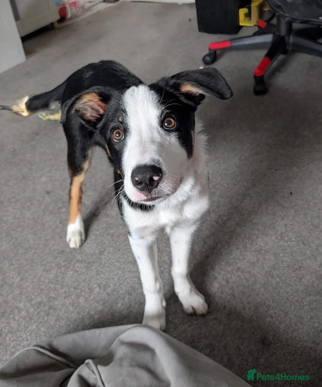 Mixed Breed dogs for sale: 1 year old Collie x Kelpie male - Advert 2