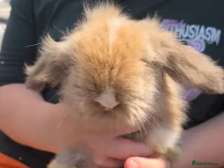 Angora rabbits Teddywidders ready to go now - Advert 18