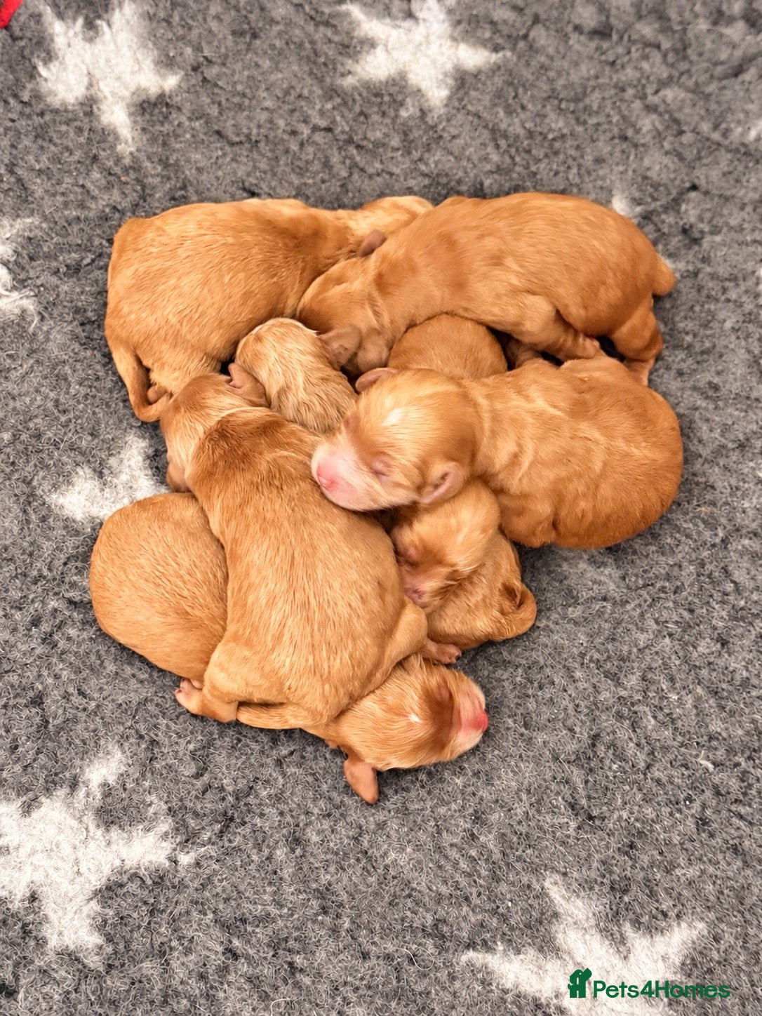 Cockapoo dogs Stunning Red F1 Cockapoo’s - Advert 1
